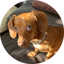 Canela Doxie
